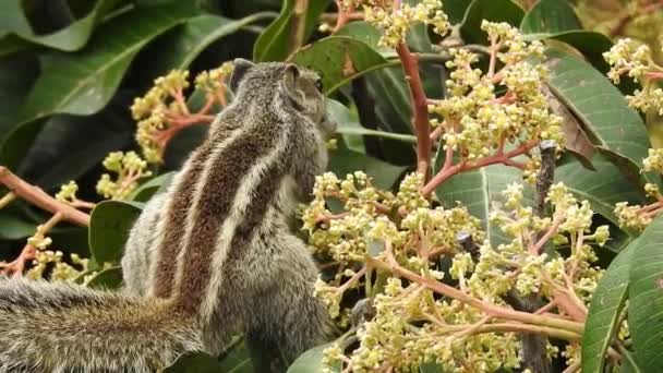 一只印度棕榈松鼠在一棵芒果树上吃又走 Palm Squirrel 或三条纹棕鼠 Funambulus Palmarum 是一种啮齿类动物 在印度自然发现 — 图库视频影像