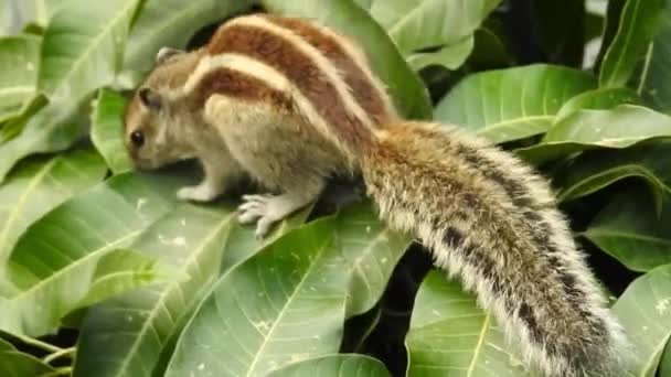 Индийская Пальмовая Белка Ест Бродит Дереву Манго Palm Squirrel Трехполосатая — стоковое видео