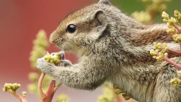 一只印度棕榈松鼠在一棵芒果树上吃又走 Palm Squirrel 或三条纹棕鼠 Funambulus Palmarum 是一种啮齿类动物 在印度自然发现 — 图库视频影像