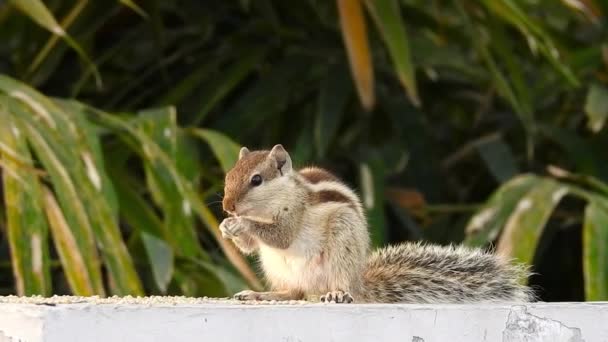 一只吃谷物的印度棕榈松鼠 Palm Squirrel 或三条纹棕鼠 Funambulus Palmarum 是一种啮齿类动物 在印度自然发现 — 图库视频影像