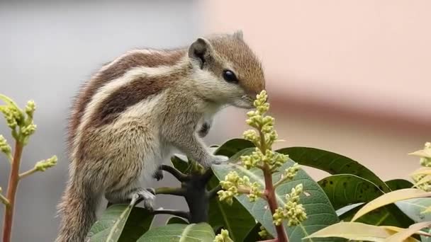一只印度棕榈松鼠在一棵芒果树上吃又走 Palm Squirrel 或三条纹棕鼠 Funambulus Palmarum 是一种啮齿类动物 在印度自然发现 — 图库视频影像