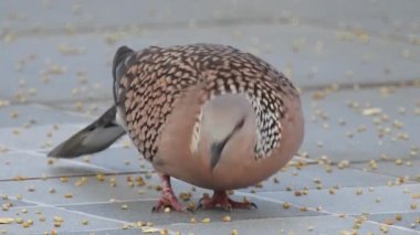 Benekli bir güvercin çatıda tahıl yiyor. Benekli güvercin (Spilopelia chinensis), Hint yarımadasının küçük ve biraz da uzun kuyruklu güvercinidir..