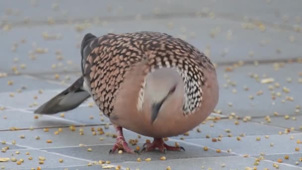 Spotted Dove Eating Grains Roof Top Spotted Dove Spilopelia Chinensis — Vídeo de stock