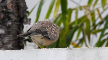 Benekli bir güvercin çatıda tahıl yiyor. Benekli güvercin (Spilopelia chinensis), Hint yarımadasının küçük ve biraz da uzun kuyruklu güvercinidir..