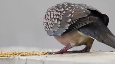 Benekli bir güvercin çatıda tahıl yiyor. Benekli güvercin (Spilopelia chinensis), Hint yarımadasının küçük ve biraz da uzun kuyruklu güvercinidir..