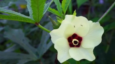 Hint bahçesinde açan Okra 'nın (Abelmoschus esculentusflower) yakın çekimi. Bamya çiçekleri genellikle bitkiyi bırakmadan önce bir günden kısa bir süre çiçek açarlar..