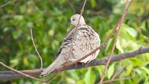Spotted Dove Resting Tree Branch Spotted Dove Spilopelia Chinensis Small — Stock Video