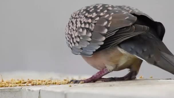Benekli Bir Güvercin Çatıda Tahıl Yiyor Benekli Güvercin Spilopelia Chinensis — Stok video