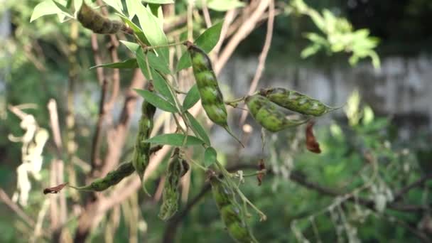 Pigeon Pea Also Known Pigeonpea Red Gram Tur Gungo Peas — Vídeos de Stock