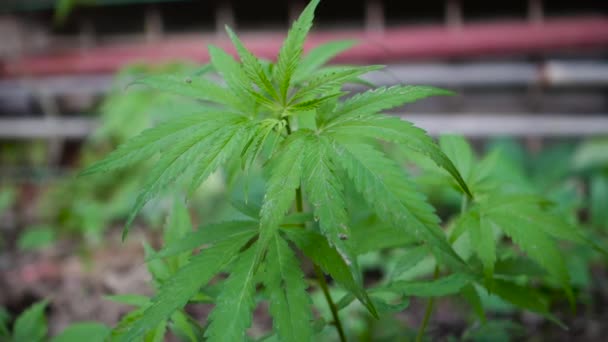 Close Shot Cannabis Leaves Bud Growing Hills Himalayas Uttarakhand India — Stockvideo