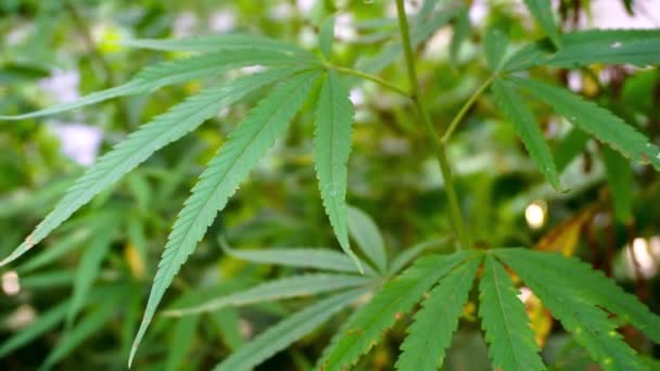 Close Shot Cannabis Leaves Bud Uttarakhand State India — Stockvideo