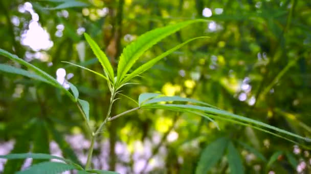 Close Shot Cannabis Leaves Bud Uttarakhand State India — Stock Video