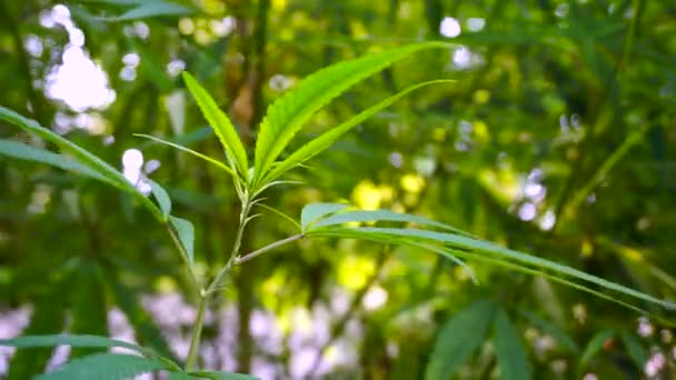 Close Shot Cannabis Leaves Bud Uttarakhand State India — Stockvideo