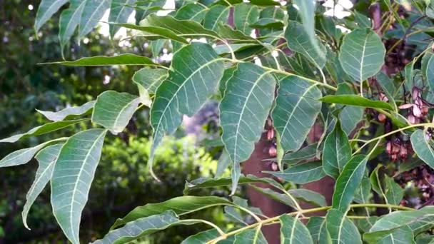 Indian Lilac Leaves Azadirachta Indica Commonly Known Neem Nimtree Indian — Stock Video