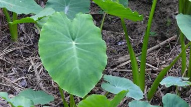 Colocasia esculenta genellikle taro, kalo, dasheen ya da goder. olarak bilinen yenilebilir mısırlar için yetiştirilen tropikal bir bitkidir..