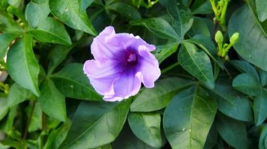 Ipomoea cairica, palmiye yaprakları ve lavanta çiçeklerine kadar büyük, gösterişli beyaz yaprakları olan bir sarmaşık, otçul bitkidir. Bir sabah ihtişamı türü, dakikada bir mil kadar yaygın bir isme sahiptir.
