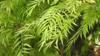 Grevillea robusta, genellikle güney ipek meşesi, ipek meşesi, gümüş meşe veya Avustralya gümüş meşesi olarak bilinir, Proteaceae familyasından bir çiçektir..