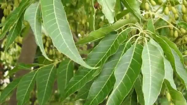 Folhas Lilás Indiano Azadirachta Indica Uma Espécie Árvore Com Flor — Vídeo de Stock