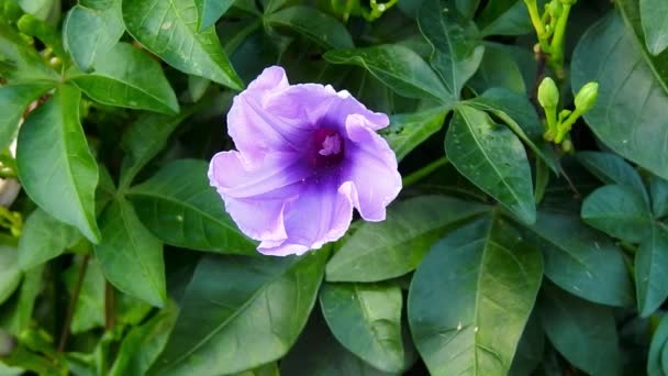 Ipomoea Cairica Una Planta Vitícola Herbácea Perenne Con Hojas Palmadas — Vídeo de stock