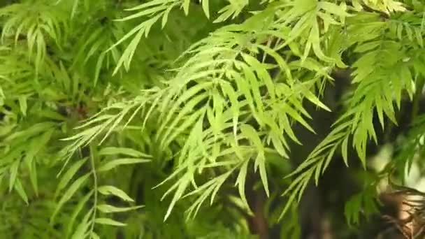 Grevillea Robusta Communément Appelé Chêne Soyeux Sud Chêne Soyeux Chêne — Video