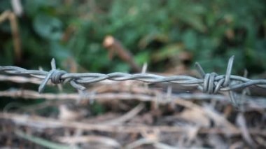 Hareketli bir dikenli telin yakın çekim görüntüsü.