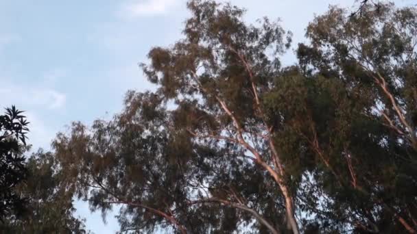 桉树是桃金娘科七百多种开花树 灌木或马来树的一个属 它们通常被称为树胶或桉树 — 图库视频影像