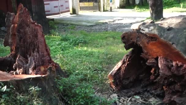 Ένα Κοντινό Πλάνο Από Κορμούς Δέντρων Που Κόπηκαν Μια Πλευρά — Αρχείο Βίντεο