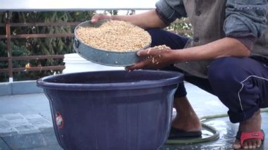 Dehradun Şehri Uttarakhand Hindistan. 21 Mart 2022. Kızılderili Adam hasat sonrası buğday işliyor. Islatma ve Kurutma işlemi.