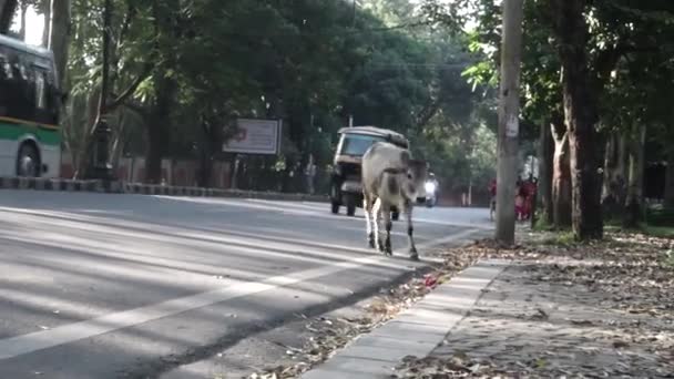 2021年11月5日Dehradun India编辑 一头被遗弃的牛犊在繁忙的路上来往于车流中 — 图库视频影像