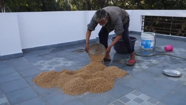 Dehradun City Uttarakhand India 2022年3月21日 印地安人加工小麦收获后 湿法和干燥法 — 图库视频影像