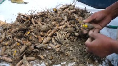 Bir çiftçi hasat sonrası zerdeçal kökleri işliyor. Zerdeçal Curcuma longa kökünden gelen yaygın bir baharattır. İçinde 