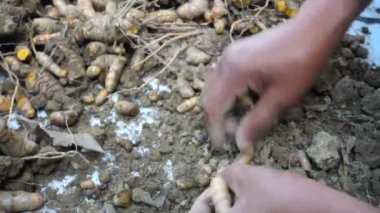 Bir çiftçi hasat sonrası zerdeçal kökleri işliyor. Zerdeçal Curcuma longa kökünden gelen yaygın bir baharattır. İçinde 