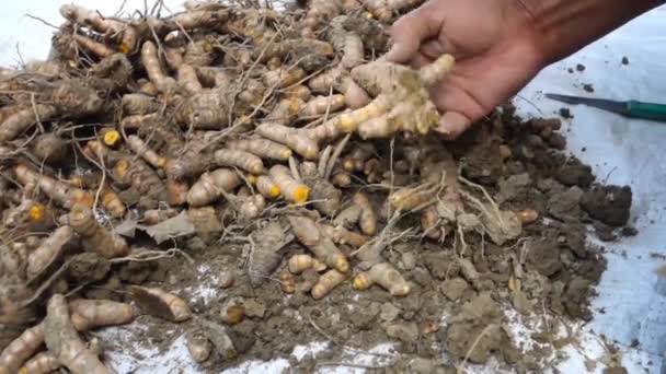 Agricultor Procesando Raíces Cúrcuma Después Cosecha Cúrcuma Una Especia Común — Vídeo de stock