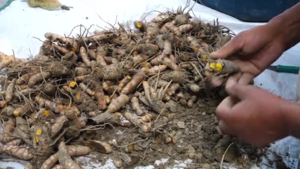 Farmer Processing Turmeric Roots Post Harvest Turmeric Common Spice Comes — Vídeos de Stock