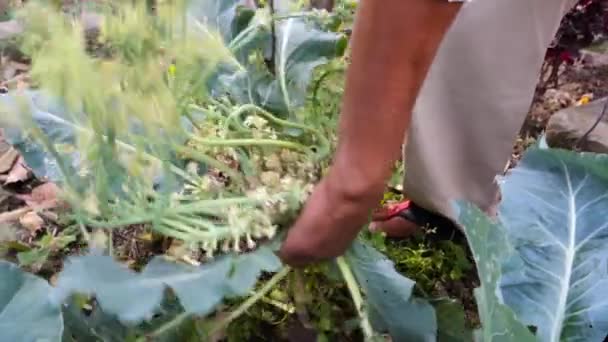Indian Farmer Digging Out Fresh Cauliflower Vegetable Earth Uttarakhand India — Stock videók