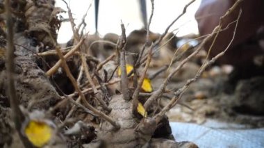 A close up shot of turmeric root . Turmeric is a common spice that comes from the root of Curcuma longa. It contains a chemical called curcumin, which might reduce swelling. India