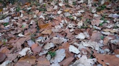 Panning shot of Colorful dried fallen Sal tree, Shorea robusta leaves on the ground during autumn season in an Indian forest.