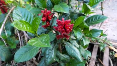Cestrum fasciculatum çiçekleri ve yaprakları (