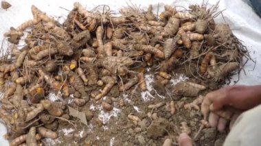 Bir çiftçi hasat sonrası zerdeçal kökleri işliyor. Zerdeçal Curcuma longa kökünden gelen yaygın bir baharattır. İçinde 