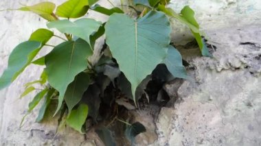 Kutsal bir incir, Ficus Reliosa duvardan çıkıyor. Bodhi ağacı, pippala ağacı, peepul ağacı, peepal ağacı, pipal ağacı veya ashvattha ağacı olarak da bilinir..