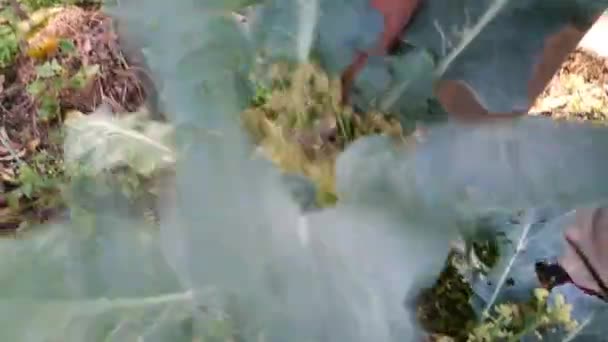 Agricultor Indiano Escavar Vegetal Fresco Couve Flor Terra Uttarakhand Índia — Vídeo de Stock
