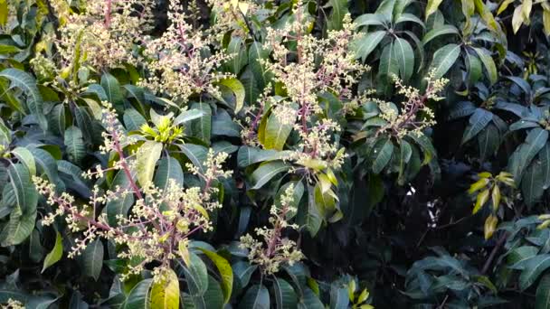 Mango Ağacı Filizleri Çiçekleri Yakından Çek Mangifera Indica Yaygın Olarak — Stok video