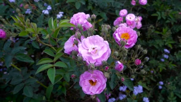 Primer Plano Rosas Rosadas Jardín Rosas Jardín Son Predominantemente Rosas — Vídeos de Stock