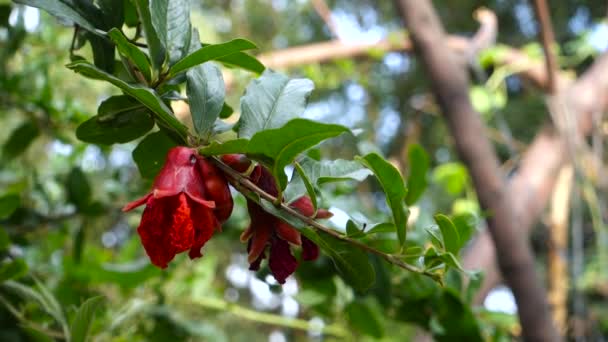 Närbild Skott Ekologiskt Odlade Röda Granatäpple Växt Röda Blommor Börjar — Stockvideo