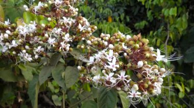 Closeup shot of Harlequin glorybower, Clerodendrum trichotomum flower and leaves in full bloom. Uttarakhand India.