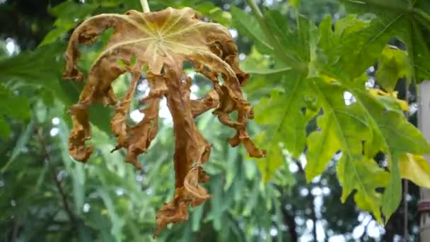 Kurumuş Bir Papaya Yaprağı Ağaçtan Düşmek Üzere Hint Bahçesinde Enfekte — Stok video