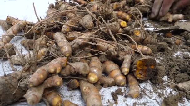 Close Shot Turmeric Root Turmeric Common Spice Comes Root Curcuma — Vídeo de Stock