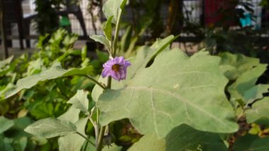 Patlıcan olarak bilinen brinjal bitkisinin çiçek, yaprak ve tomurcuklarının yakın plan çekimi. Hindistan