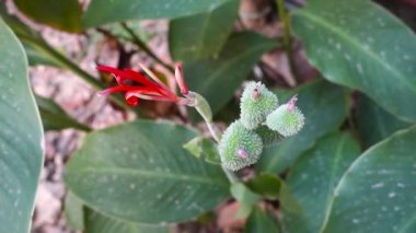 Flower 'ın yakın plan fotoğrafı, Canna indica' nın tohumları ve yaprakları, Maya gıda bitkisi, Hint bahçesindeki tıbbi bitki..