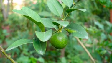 Djeruk limau, Hint bahçesindeki bir ağaçta asılı duran limon ya da limon olarak bilinir..